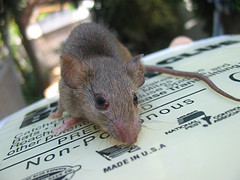 mouse on trap